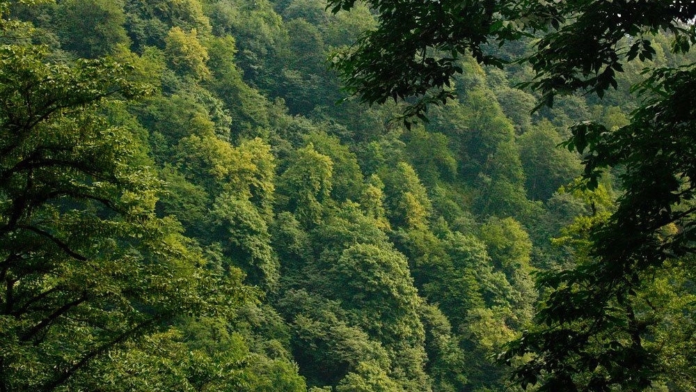 دليل السفر الكامل إلى Milash Village