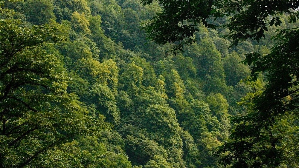 دليل السفر الكامل إلى Milash Village
